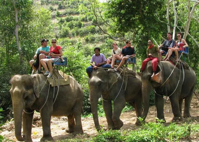 Guests enjoying a jungle stay near Jim Corbett
