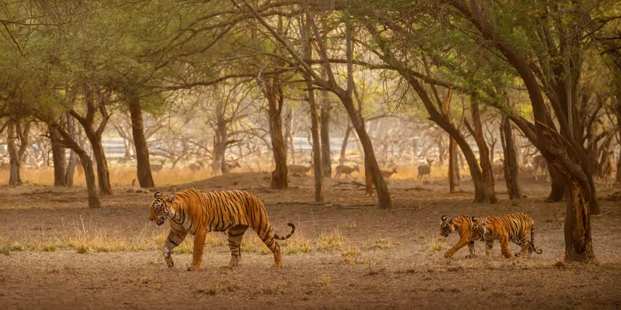 Dhikala Forest Safari Adventure package