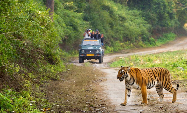 Jim Corbett Jungle Escape package — safari and resort stay